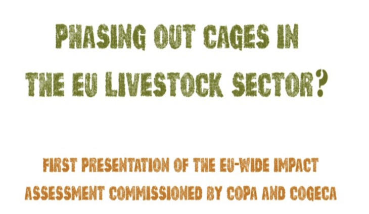 Presentazione della valutazione d’impatto della graduale eliminazione delle gabbie nel settore dell’allevamento dell’UE